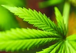 Cannabis leaf